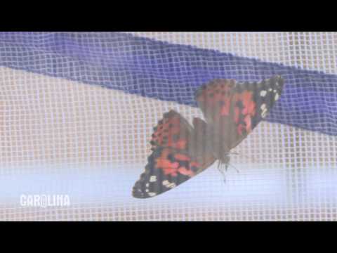 How to Care for Painted Lady Butterflies