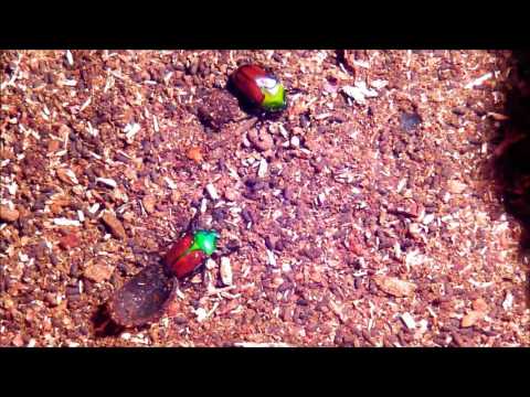 Schlupf und unterbringung Eudicella aethiopica