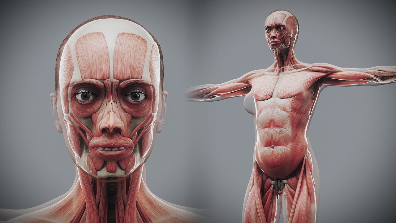 मानव महिला कंकाल और तंत्रिका शरीर रचना 3D मॉडल