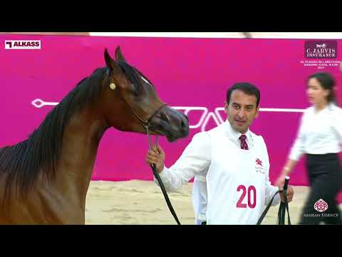 N 20 JAWHRAH ASSAYEL ALUWAYNAH   Al Shaqab International Arabian Horse Show   Yearling Fillies secti