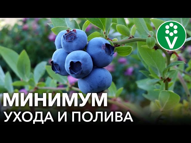 ЯГОД ГОЛУБИКИ БУДЕТ МНОГО ПРИ ТАКОЙ ПОСАДКЕ! Сажаем голубику высокорослую в траншеи