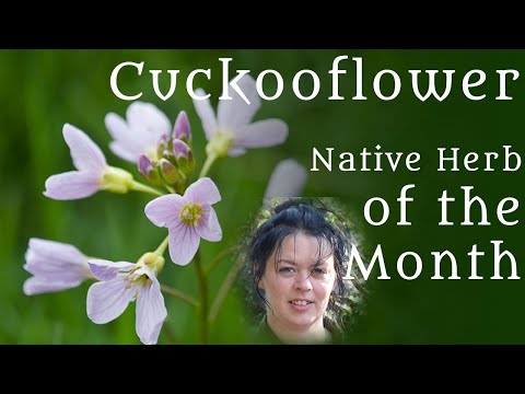 Cuckooflower (Irish Herb of the Month) - Diary of a Ditch Witch