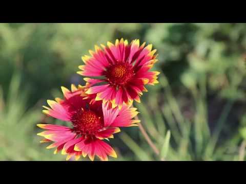 Grupul Iehova Nisi - Inaintea fetei Tale