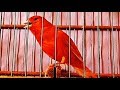 Red Canary Singing Very Strong