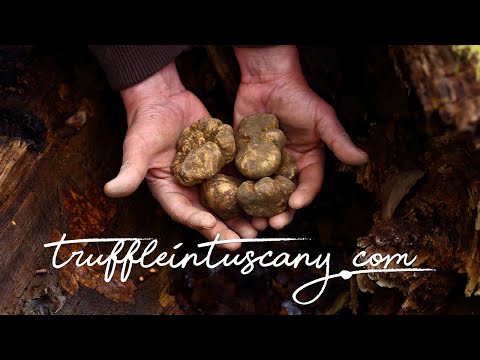 In cerca del prestigioso Tartufo bianco di San Miniato