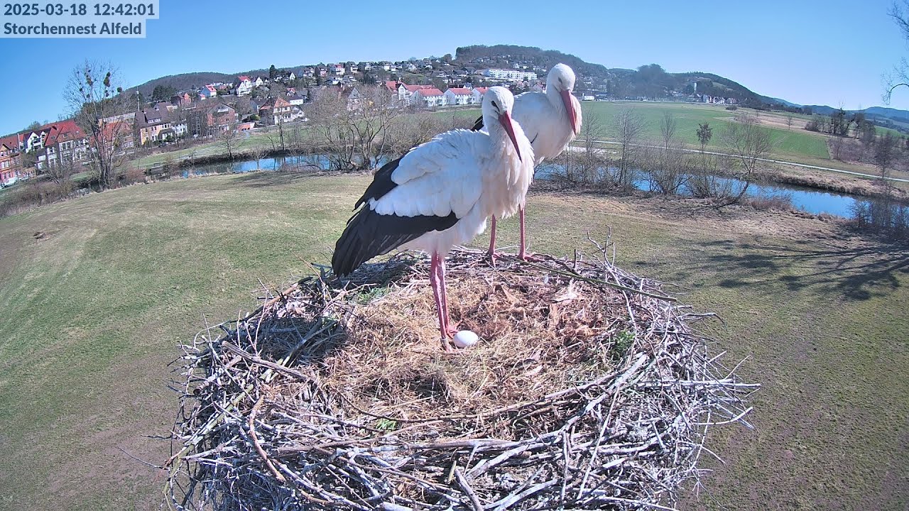 Live webcam view of Nido de Cigüeñas Blancas de Alfeld