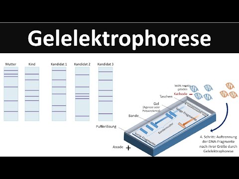 Gelelektrophorese - [Verfahren zur DNA-Analyse] - [Biologie, Gentechnik]