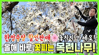 올해 바로 꽃피는 백목련나무! 한정수량 할인판매 
