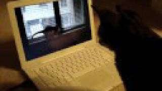 Simple Kid&#39;s- Old Domestic Cat