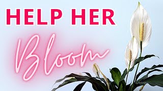 HOW TO MAKE PEACE LILY FLOWER - Spathiphyllum care for many blooms!
