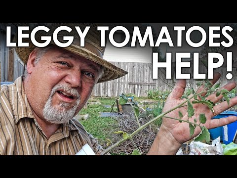 , title : 'How to deal with Leggy Tomato Plants - Basic Garden Know-How || Black Gumbo'