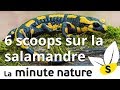 6 SCOOPS SUR LA SALAMANDRE TACHETEE (No 114)