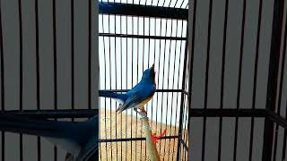 Download lagu tledekan gunung gacor fighter #shorts mp3 Download lagu tledekan gunung gacor fighter #shorts mp3