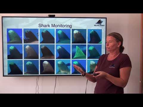 Part 6: Shark Monitoring