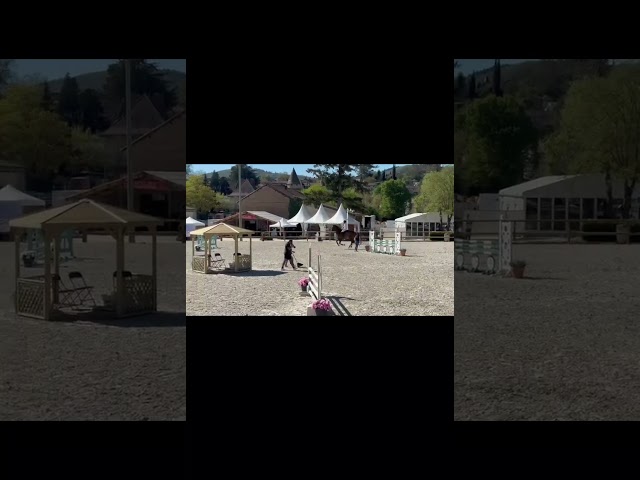 Castrone Sella Francese In vendita 2020 Baio ,  Giovanni de la pomme