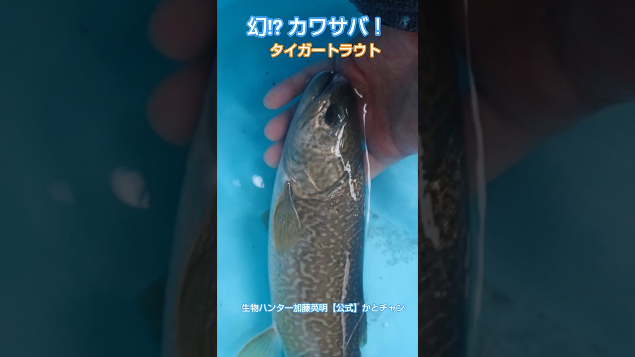 幻のカワサバを追う！タイガートラウト！生物ハンター加藤英明【公式】かとチャン