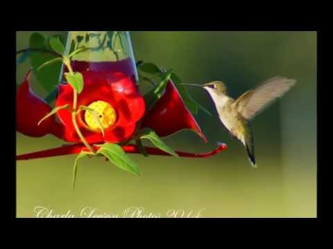 Hummer Season 2014, Caddo Mills, Texas