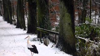 preview picture of video 'Rough collie Jojo and a stork in the winter forrest'