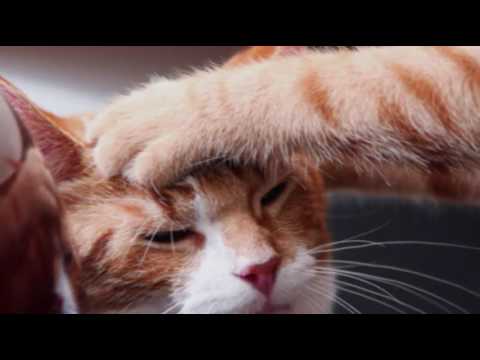Runny Nose in Cats | Cat Care Tips