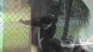 The Sky Gods of Mount Waialiali 3 of 4