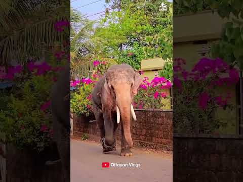 ചെക്കനും പെണ്ണും ഇന്നത്തെ വഴിയടി😂😂 I Kaveri Elephant Malappuram #aana #kaveri #shorts