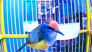 Download lagu The chirping of the golden crowned wren bird which is starting to become rare in the wild mp3