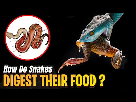 How Do Snakes Digest Their Food?