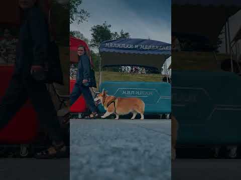 Ситуативная контент-съемка/Сторителлинг/Анималистика