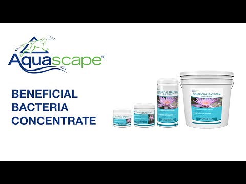 Why You Need Beneficial Bacteria Concentrate for a Healthy Pond