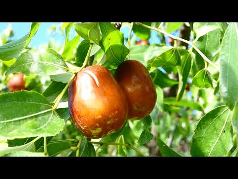 Jujube, Chinesische Dattel (Ziziphus jujuba) Brustbeere Sorte: „Lang“ Rundgang Lumix fz80/82/83
