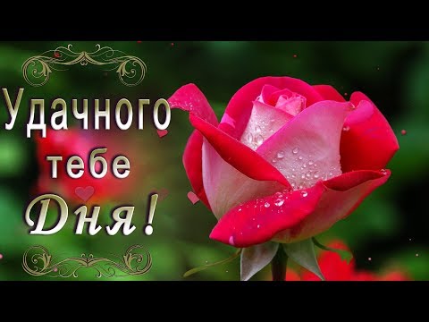 🎶💗 УДАЧНОГО ДНЯ! ХОРОШЕГО НАСТРОЕНИЯ! ЭТИ ПРЕКРАСНЫЕ РОЗЫ ДЛЯ ТЕБЯ   🎶💗 4К