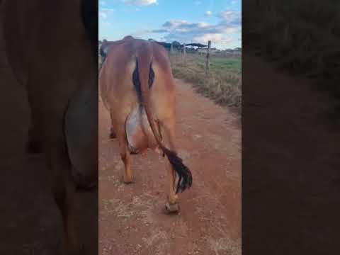 NINA DSIL {ENLEVO X DIURNA DSIL(SANSÃO)} - GIR DSIL - FAZENDA SANTO ANTÔNIO - BELA VISTA DE GOIÁS/GO