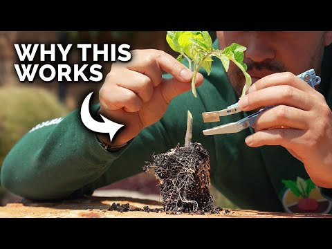 How to Prune Tomatoes for Maximum Yield and Plant Health