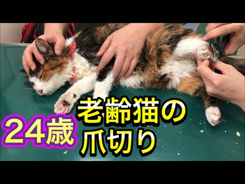 爪のケア:猫の爪はきちんと切りましょう