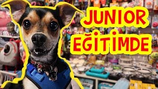 MİRA KÖPEĞİNİ NASIL EĞİTİYOR | Umikids Köpek Videoları