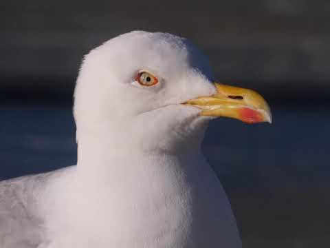Rügen-Impressionen 2020