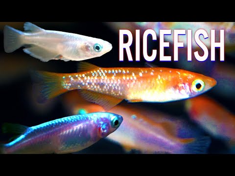 Ricefish Rhapsody: 5 Species That Bring Harmony to Your Aquarium!