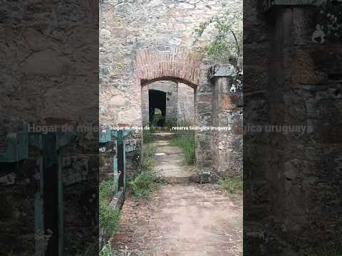 Reserva biológica uruguaya de 🦇🦇🦇 Represa de Cuñapirú , dpto. Rivera 🇺🇾 Videitos cultura uruguaya