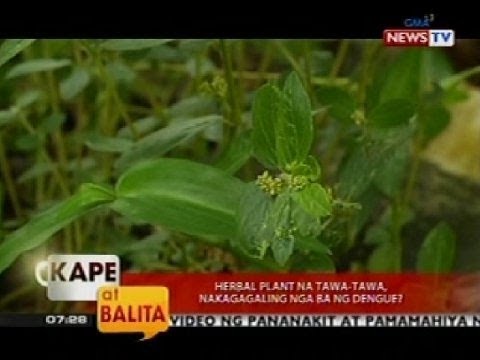Manipis na sa gutom para sa 20 kg Citrus at Timbang Pagkawala
