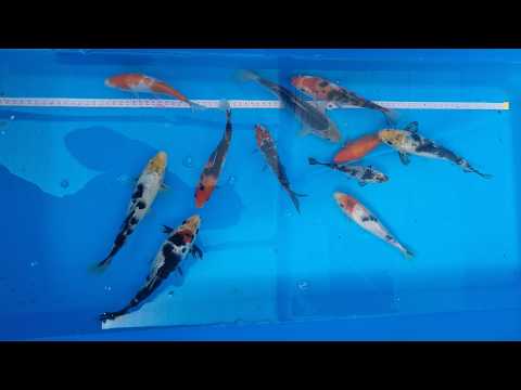 Video pregled koi ribe