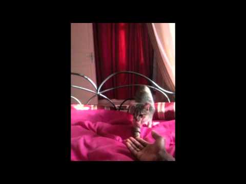 La chatte magique de Djerba- Pussy magic Djerba