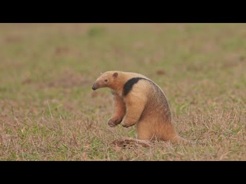 Brazil Photo Tour 2022 – Pantanal Moments and Rewinds – Cuties
