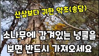 산삼도 울고가는 보약!산에가서 이 넝쿨을 보면 꼭 가지고 오세요! #송담주담그는법 #송담끓이는방법 #송담먹는…