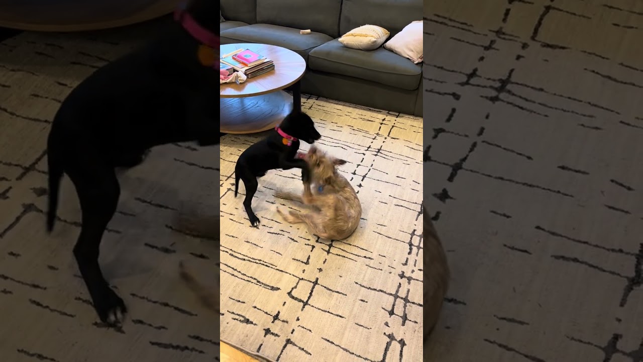 Enlarge Porky, a ADOPTABLE mixed breed in Seattle, WA video 6/6