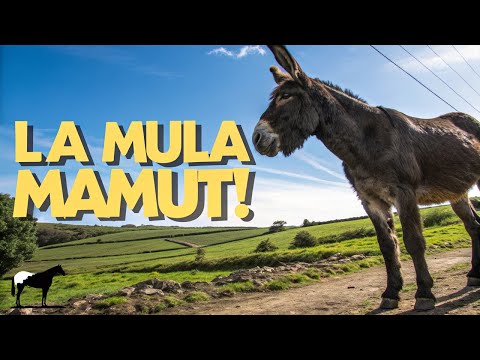 Mammoth Mule: The Best Kept Secret of the American Countryside 🐴 - Del Cerro Soy