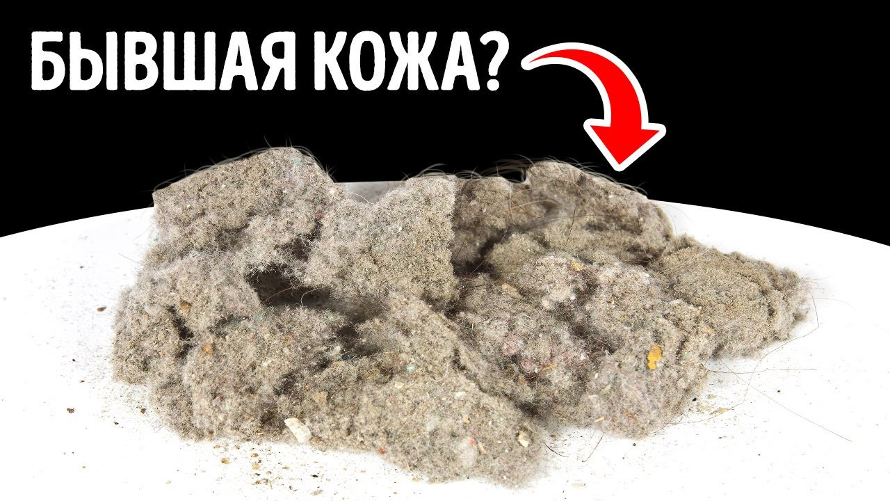 Думаете, пыль в вашем доме в основном состоит из частичек кожи?