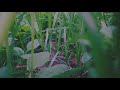 Naalu Nimisam Unna Kaanama Soorarai Potru Song Whatsapp Status Surya In Soorarai Potru Tamil