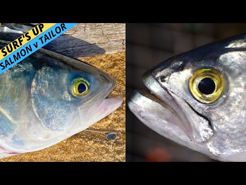 CATCHING SALMON & TAILOR IN THE SURF: Which Fish Fights Harder & Tastes Better?