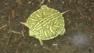preview picture of video 'Turtle hatchlings red-eared slider San Benito Texas 2014-09-03'