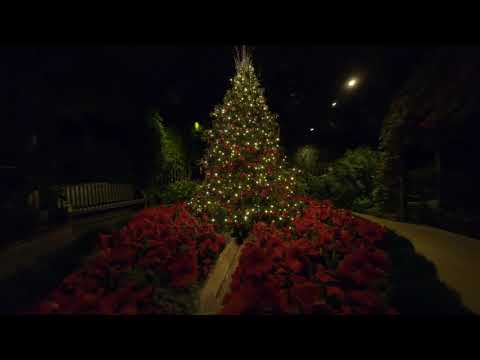 Fly Through the Conservatory: A Longwood Christmas 2020 Conservatory Drone Video
